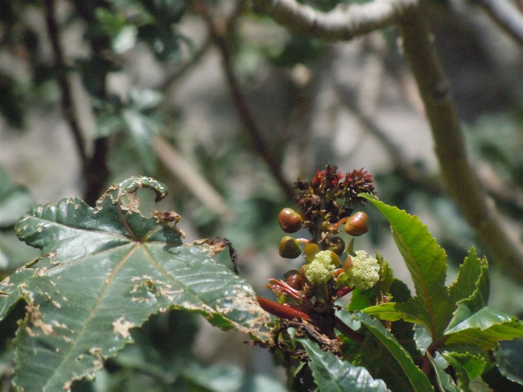 Arbusti - Ricinus communis